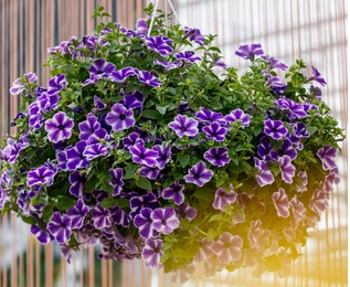 Surfinia Lagoon Blue Star- сурфиния каскадна (4182)